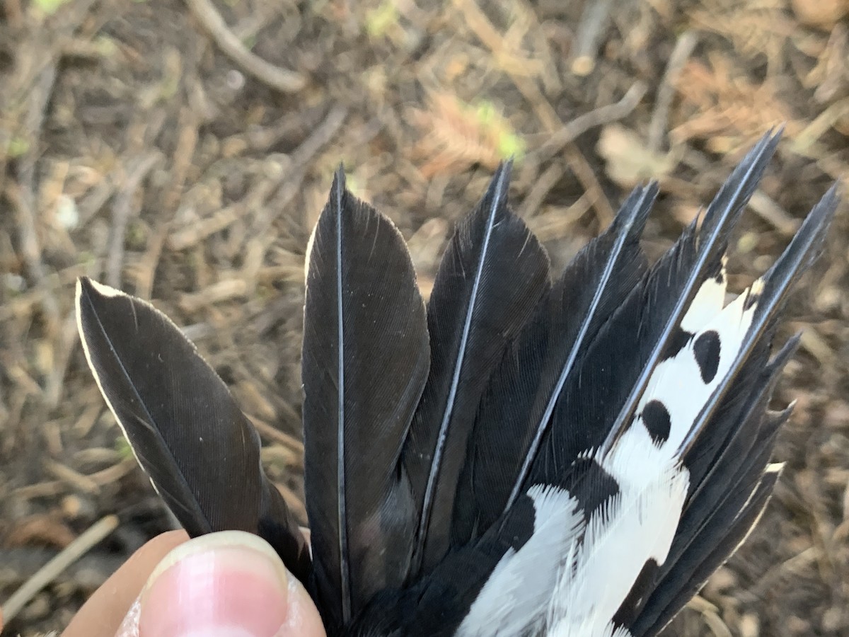 Red-breasted Sapsucker - ML620878326