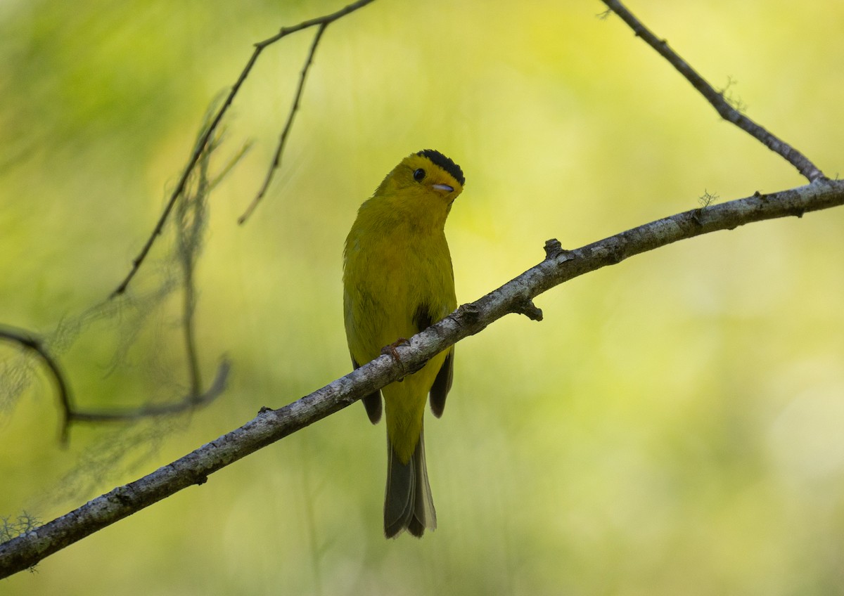 Wilson's Warbler - ML620878329