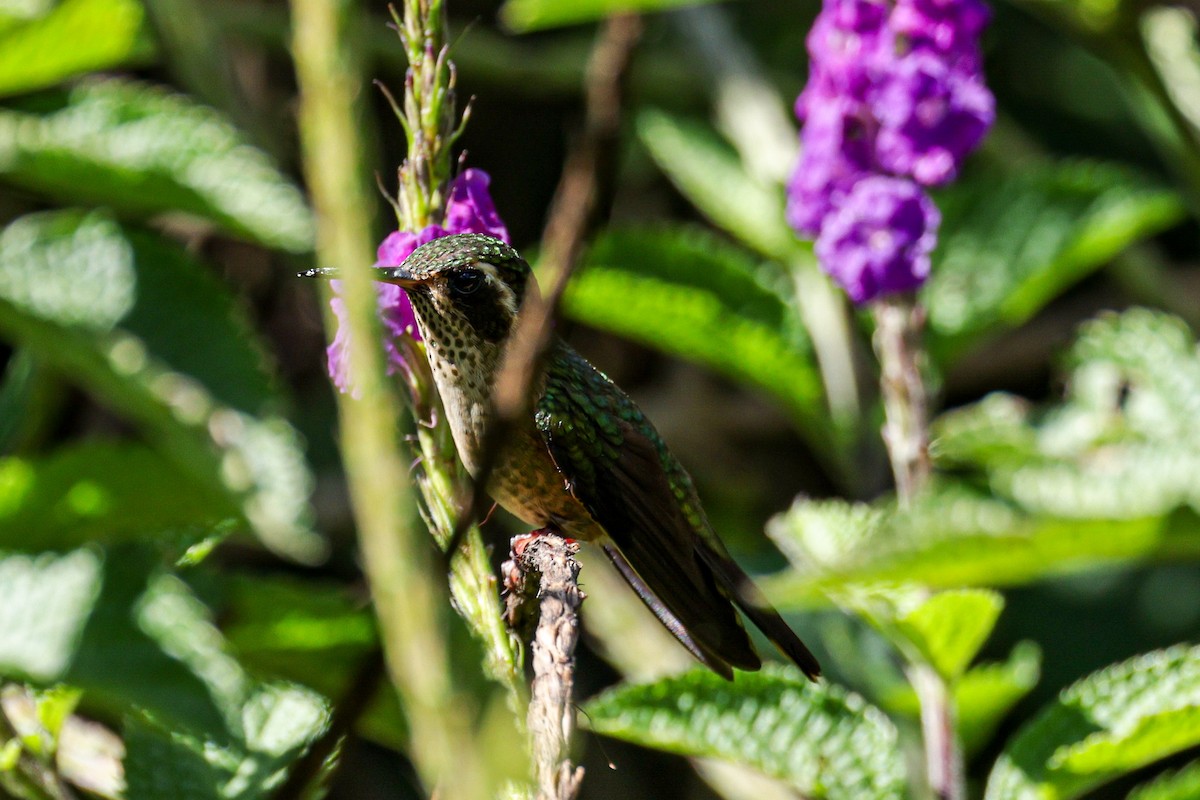 Speckled Hummingbird - ML620878334