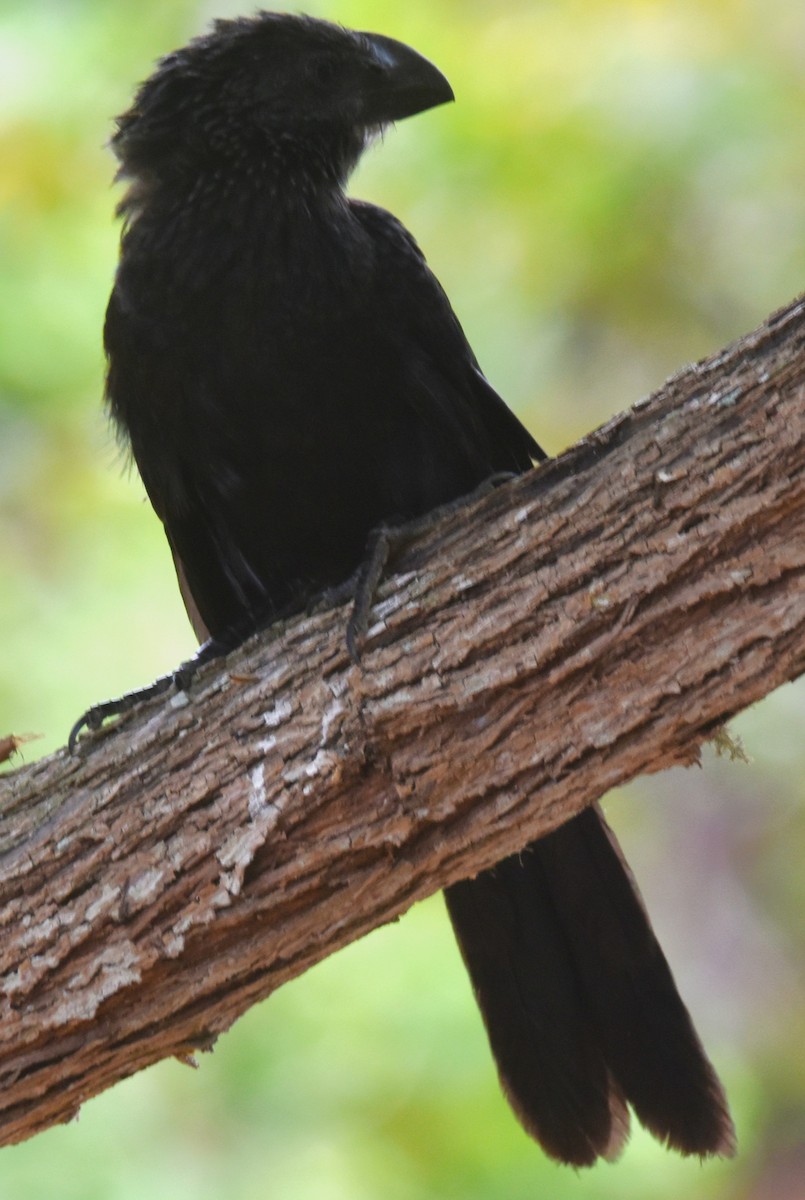 Smooth-billed Ani - ML620878335