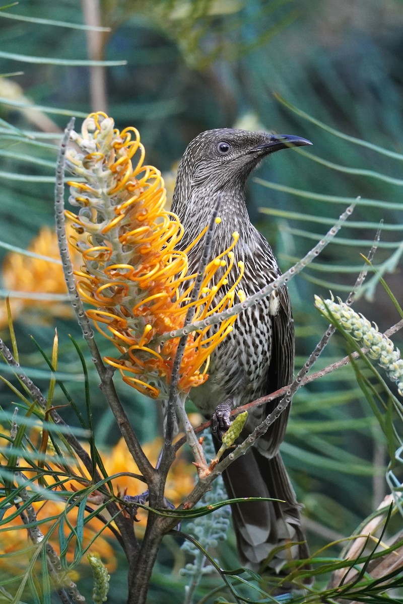 Little Wattlebird - ML620878337