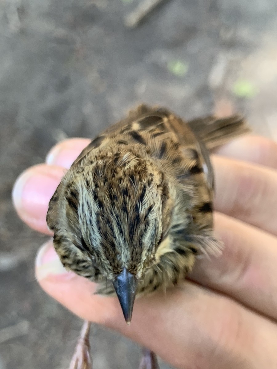 Lincoln's Sparrow - ML620878346