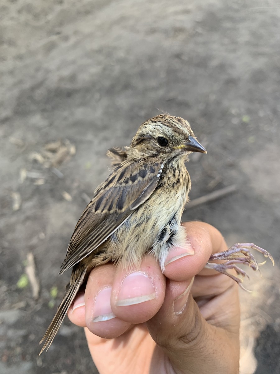 Lincoln's Sparrow - ML620878348