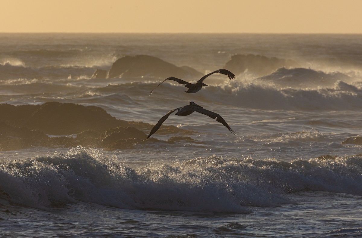 Brown Pelican - ML620878353