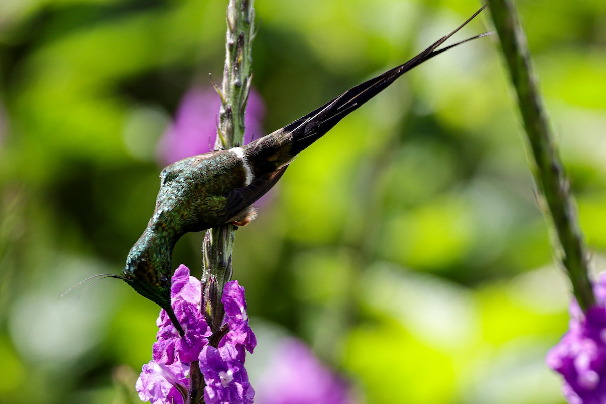 Wire-crested Thorntail - Laura Forrest