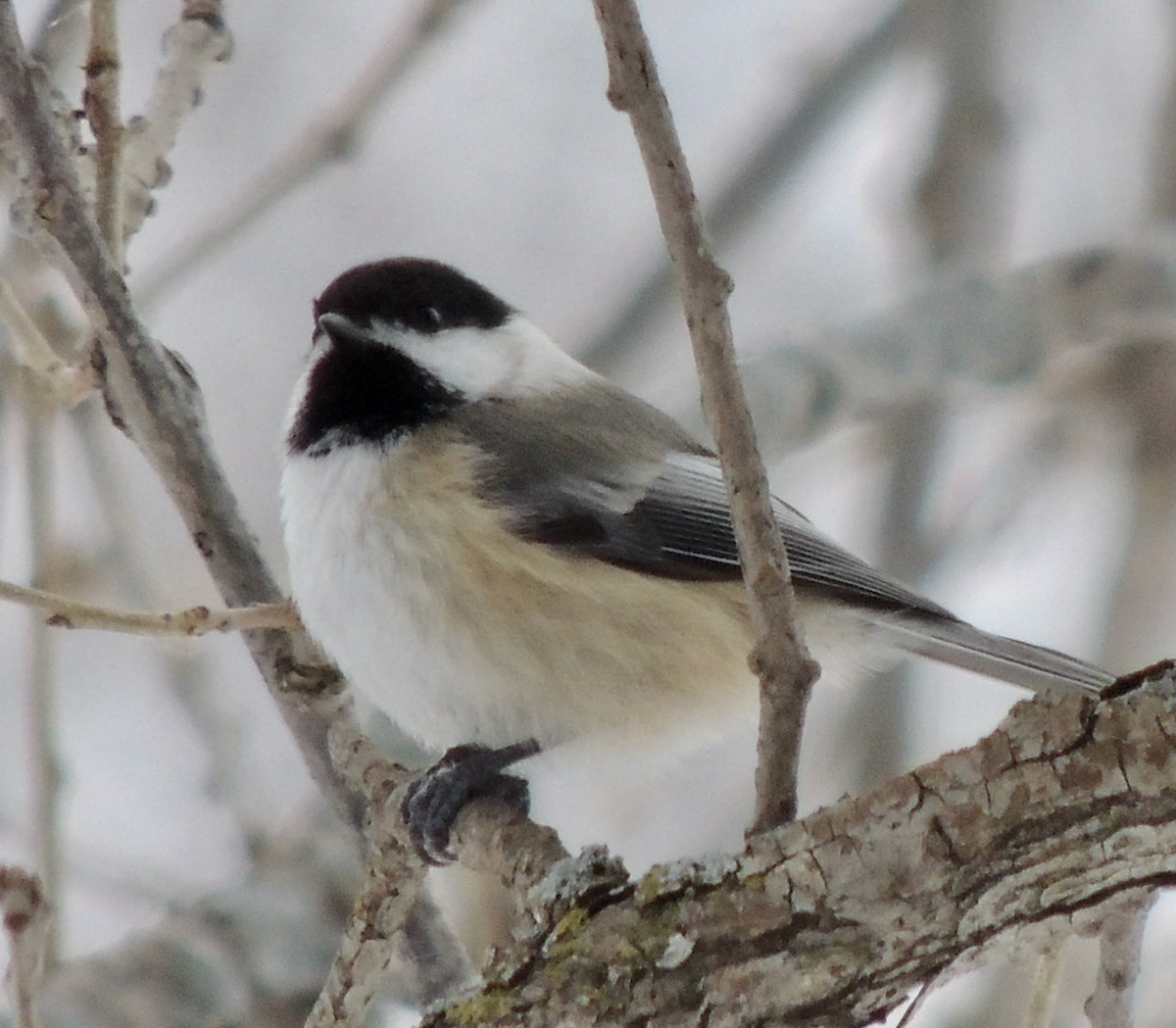 Black-capped Chickadee - ML620878356