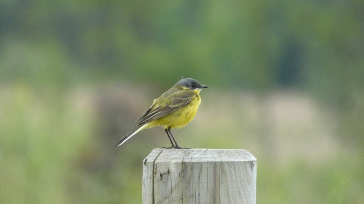 Western Yellow Wagtail - ML620878359