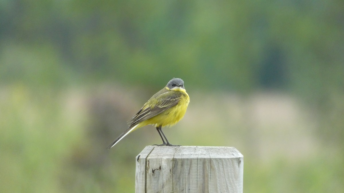 Western Yellow Wagtail - ML620878360