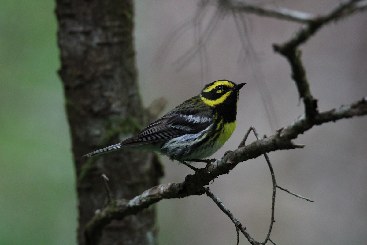 Townsend's Warbler - ML620878361