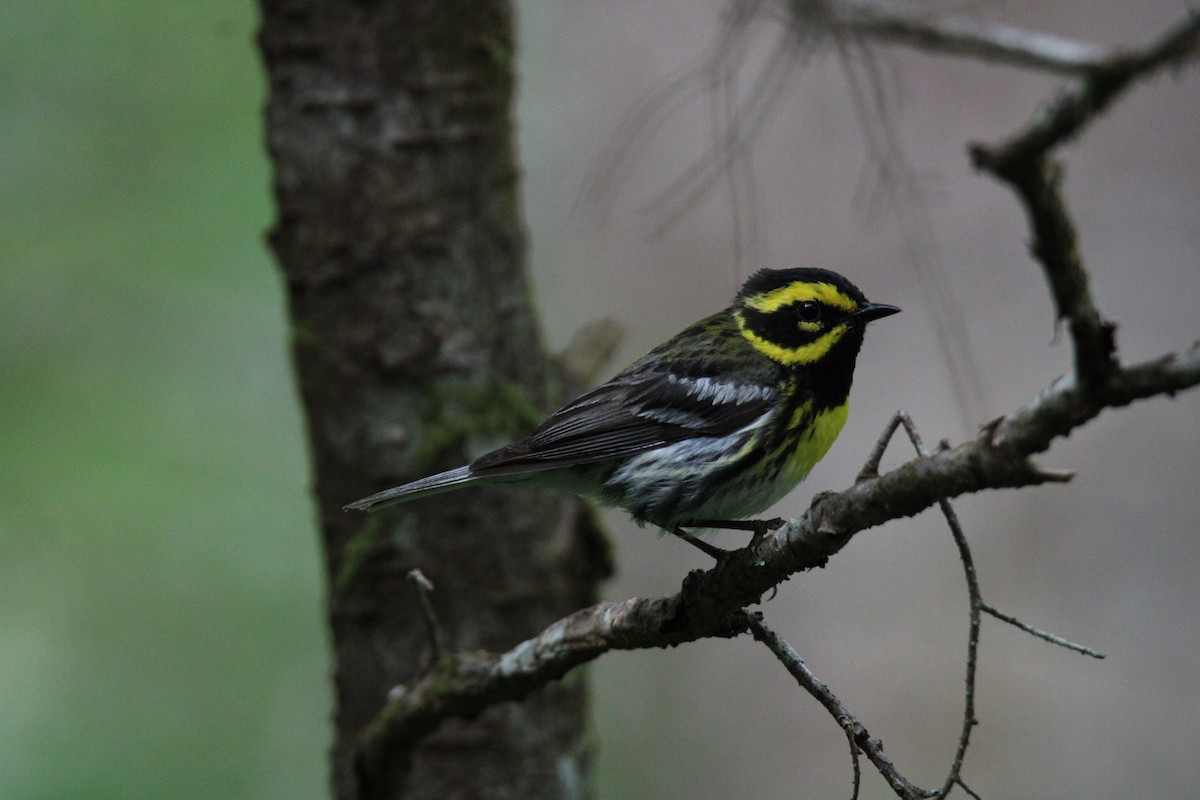 Townsend's Warbler - ML620878362