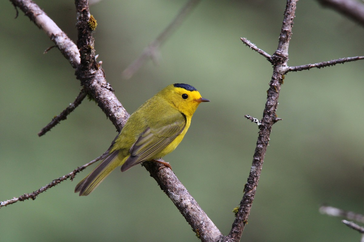 Wilson's Warbler - ML620878365