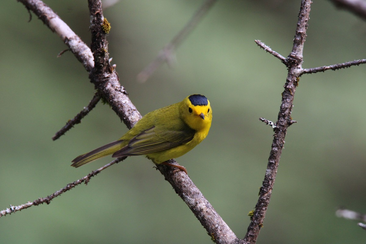 Wilson's Warbler - ML620878366