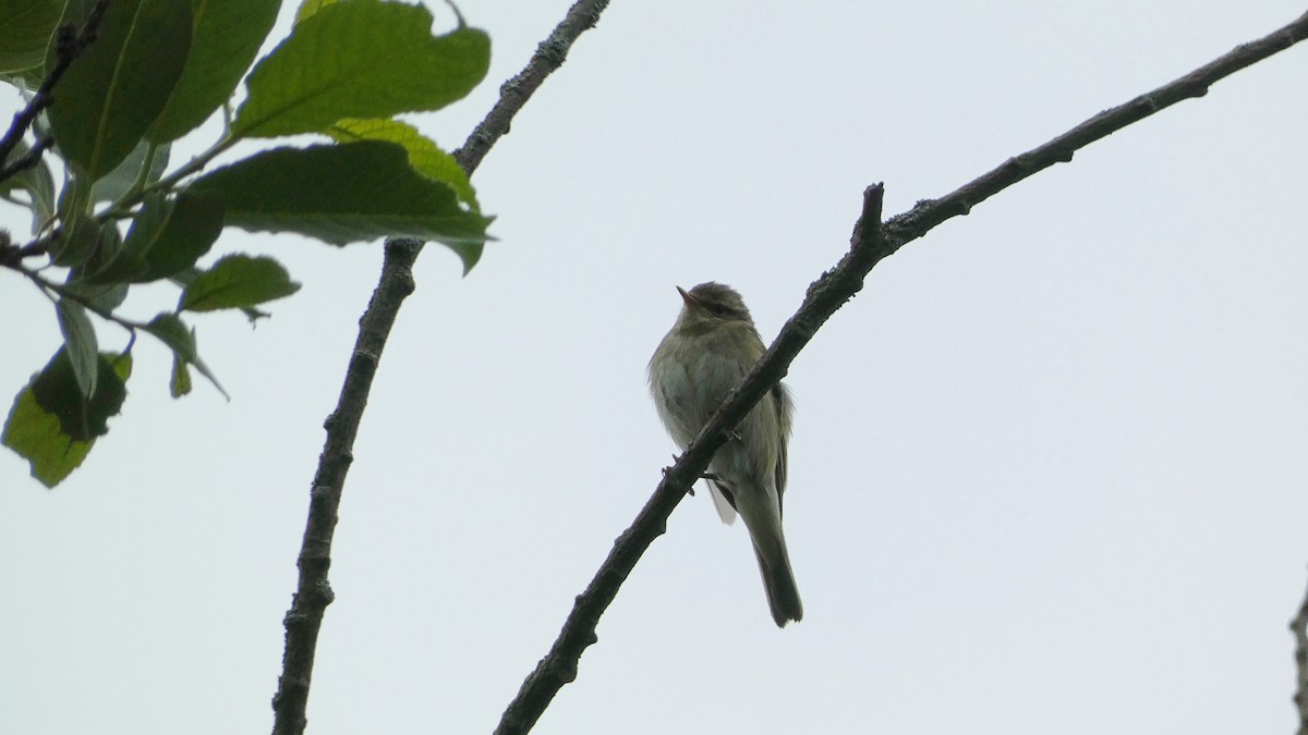 Mosquitero Común - ML620878367