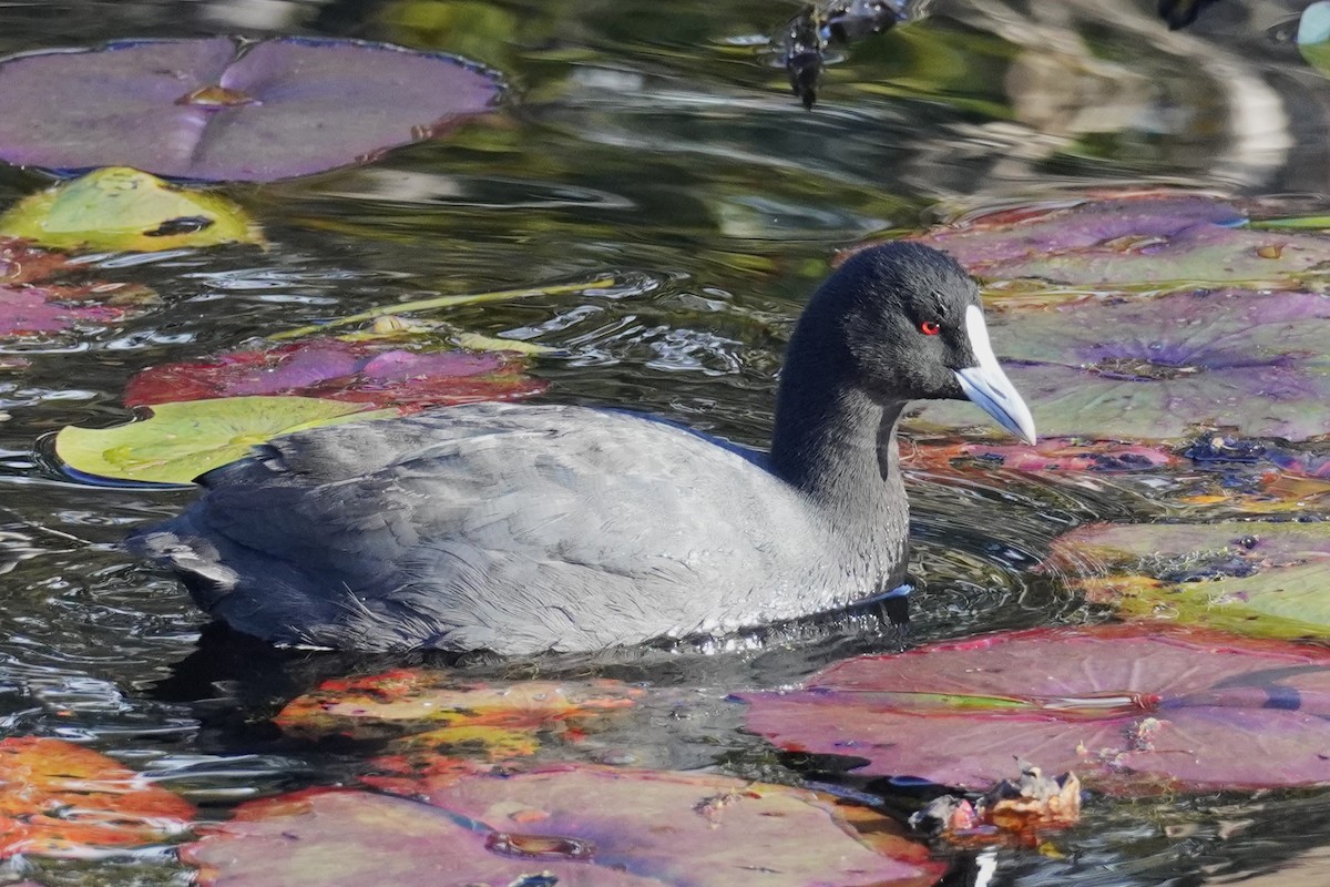 Eurasian Coot - Ellany Whelan