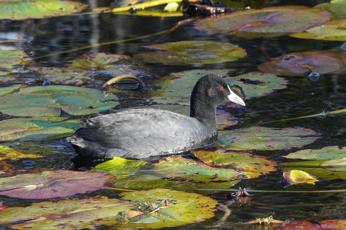 Eurasian Coot - ML620878370