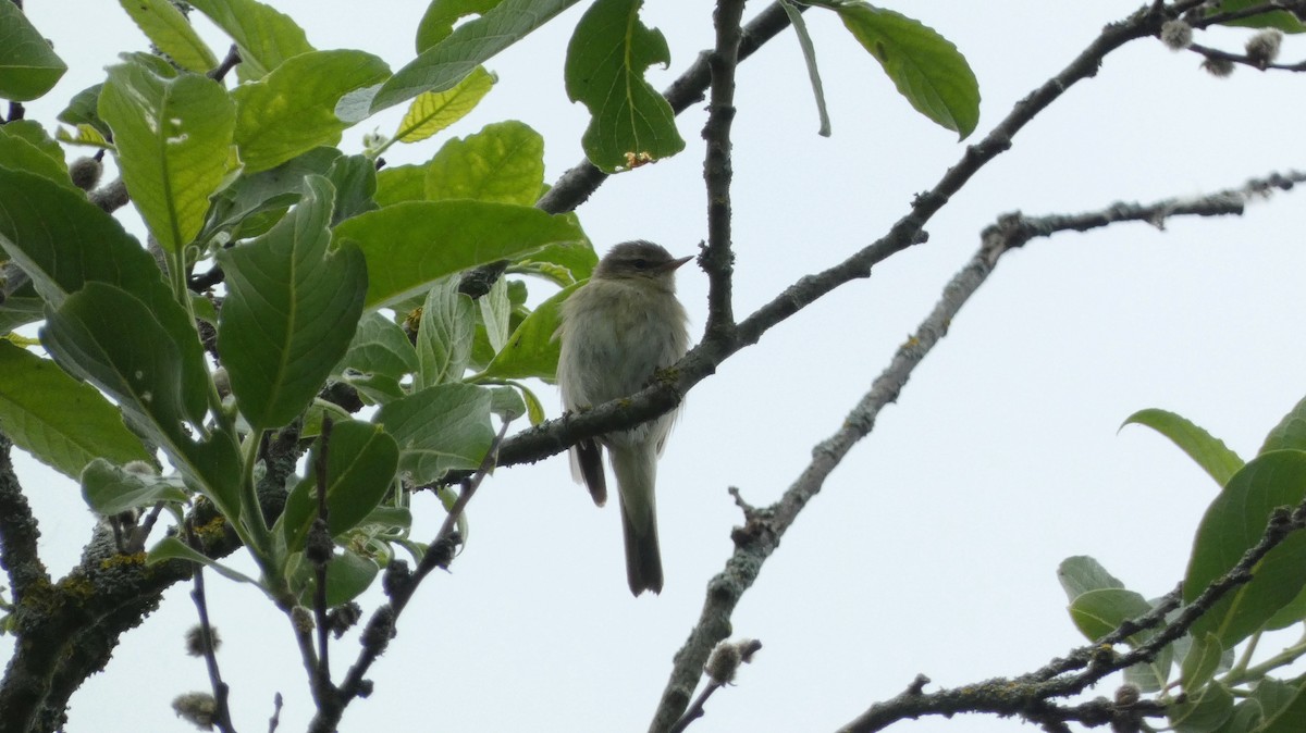 Common Chiffchaff - ML620878371