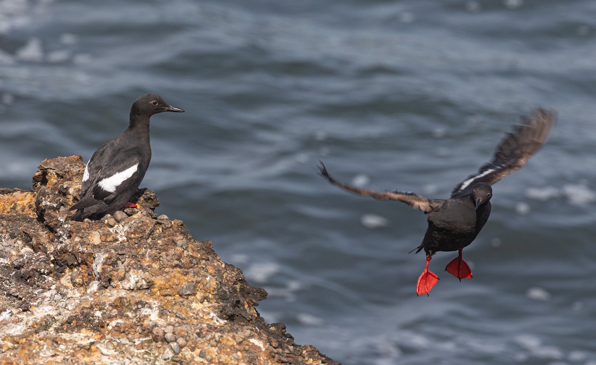 Pigeon Guillemot - ML620878374