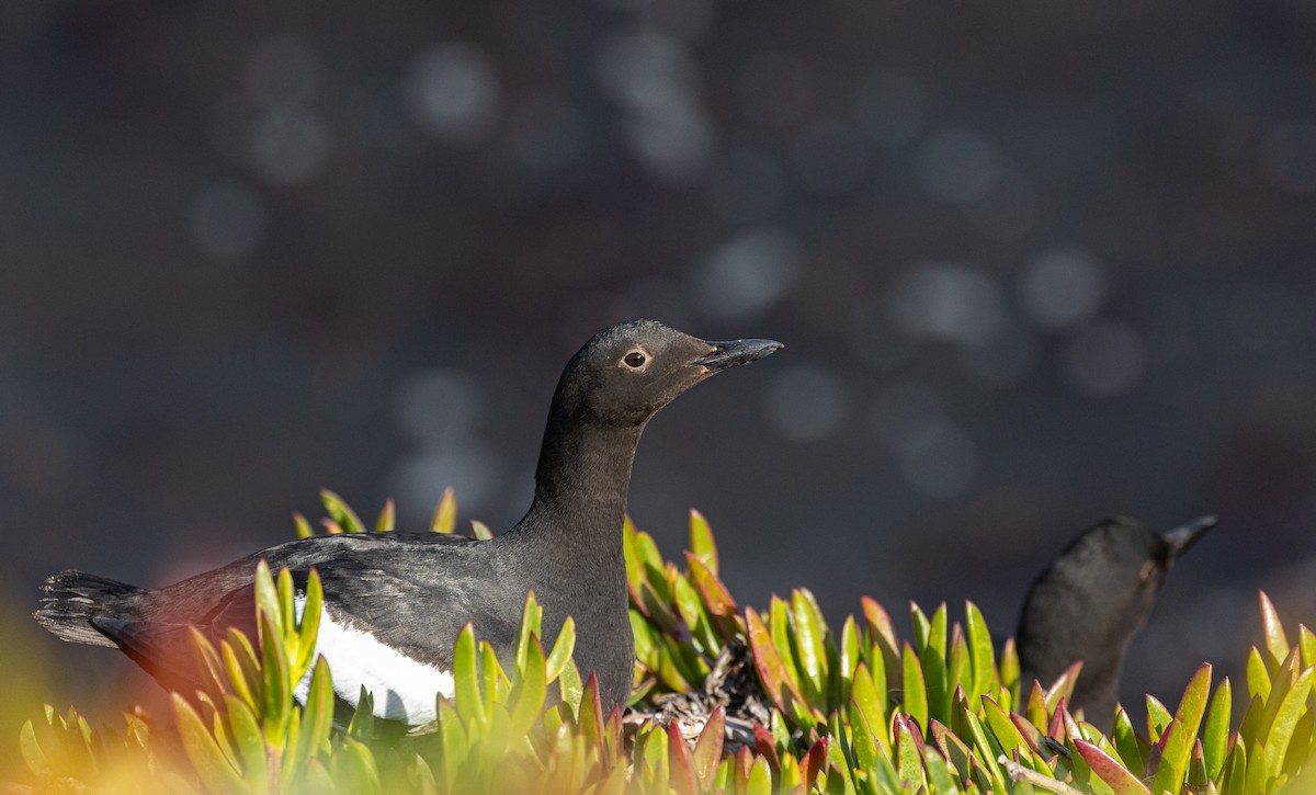 Pigeon Guillemot - ML620878375