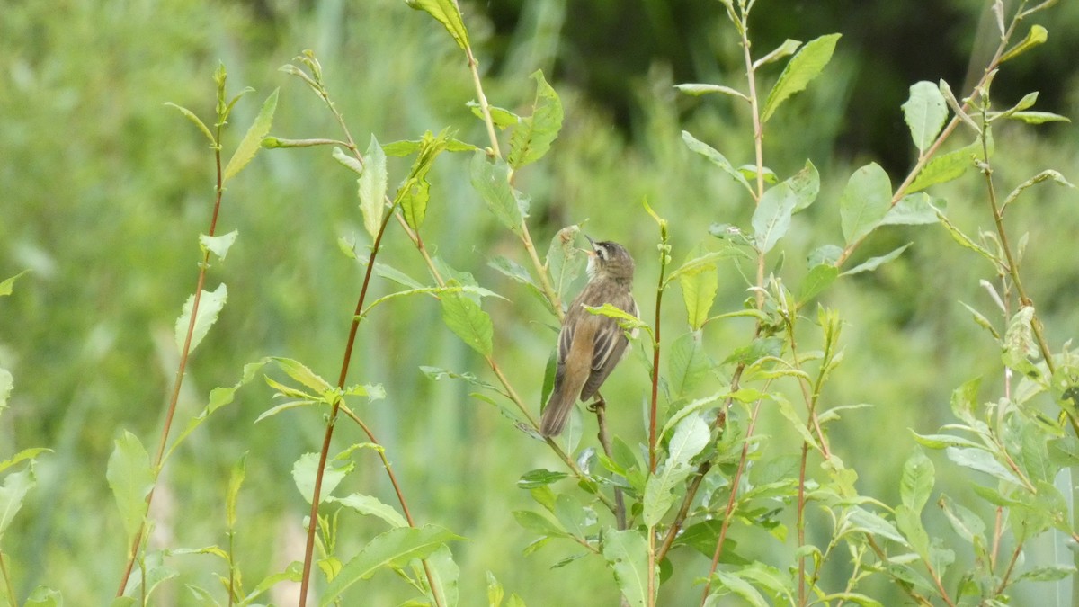 Sedge Warbler - ML620878377