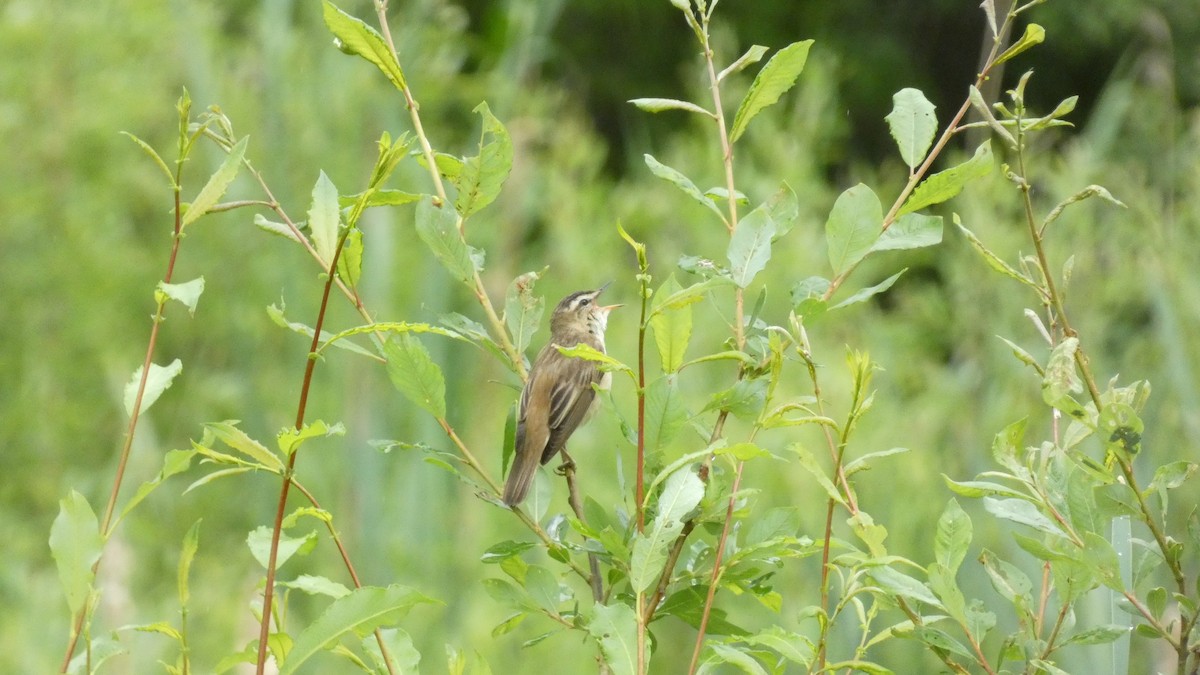 Sedge Warbler - ML620878381