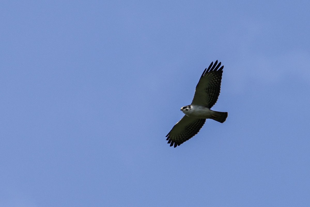 Águila Blanquinegra - ML620878383