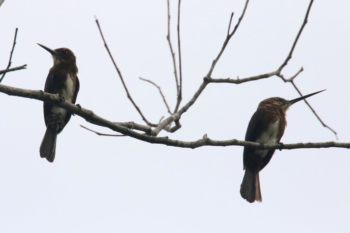 Brown Jacamar - ML620878385