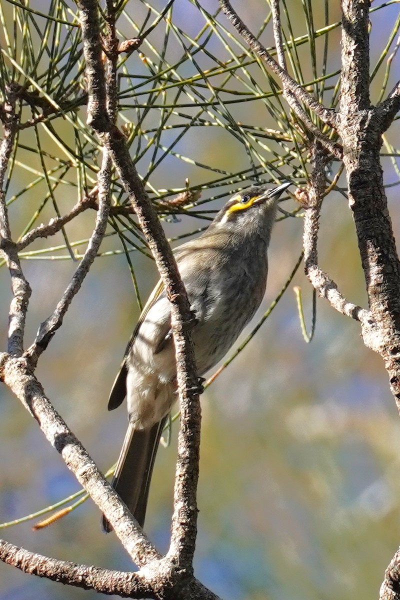 Yellow-faced Honeyeater - ML620878387