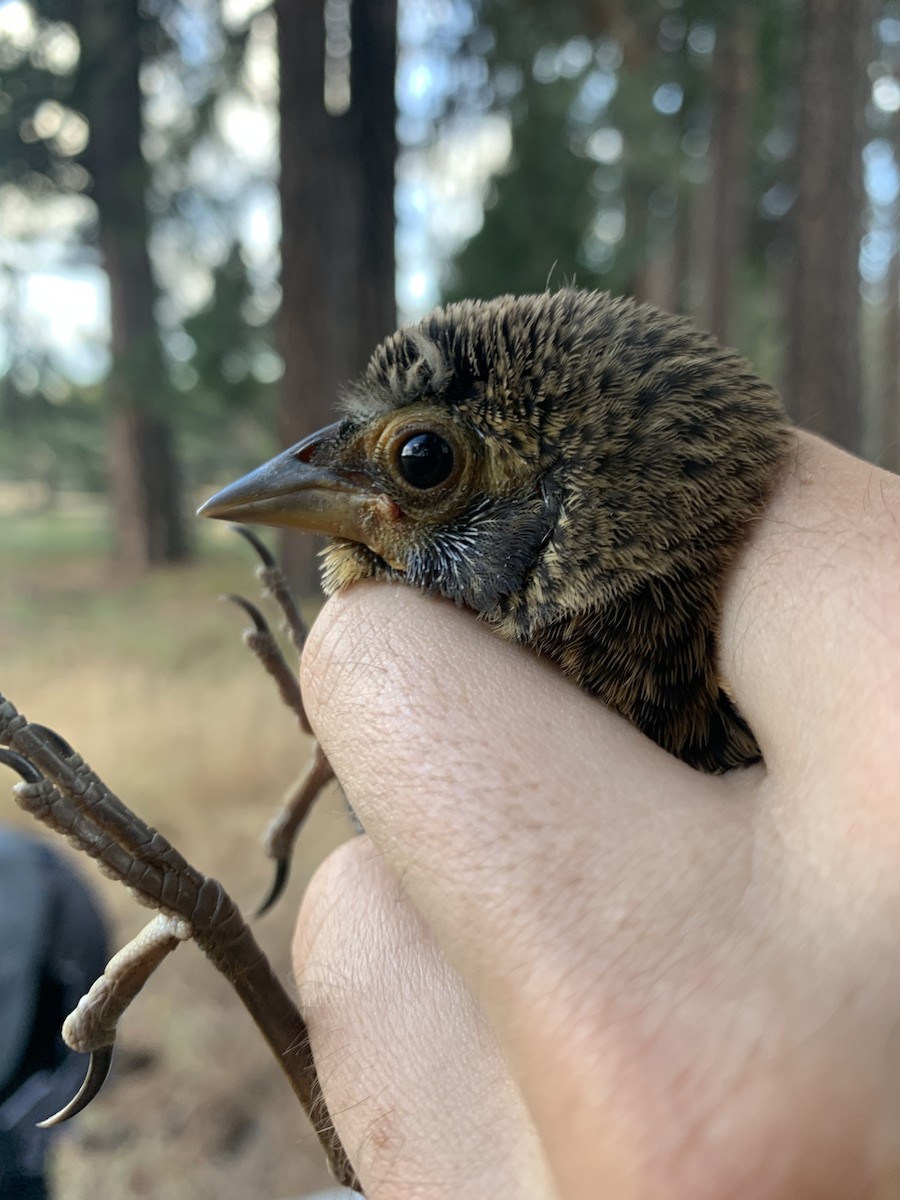 Red-winged Blackbird - ML620878389