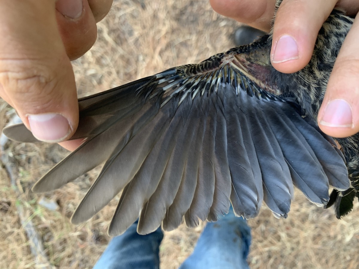 Red-winged Blackbird - ML620878391