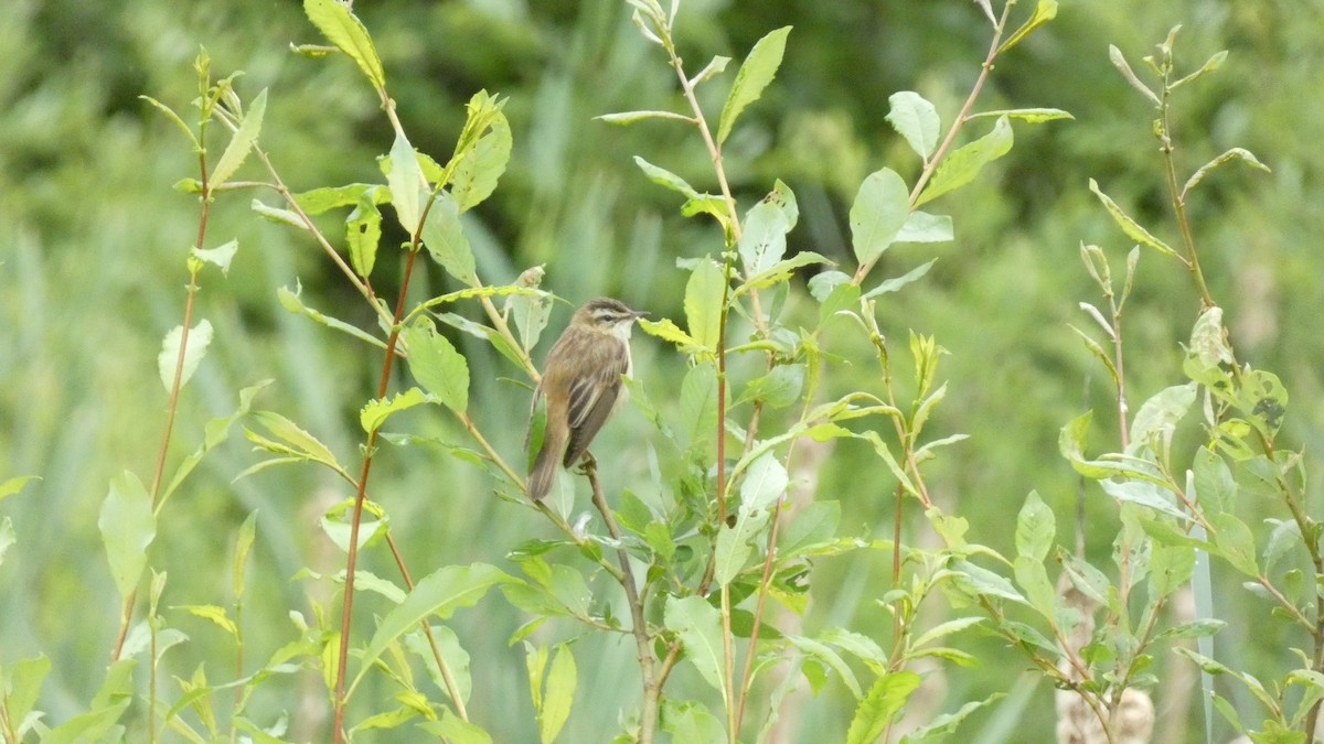 Sedge Warbler - ML620878397