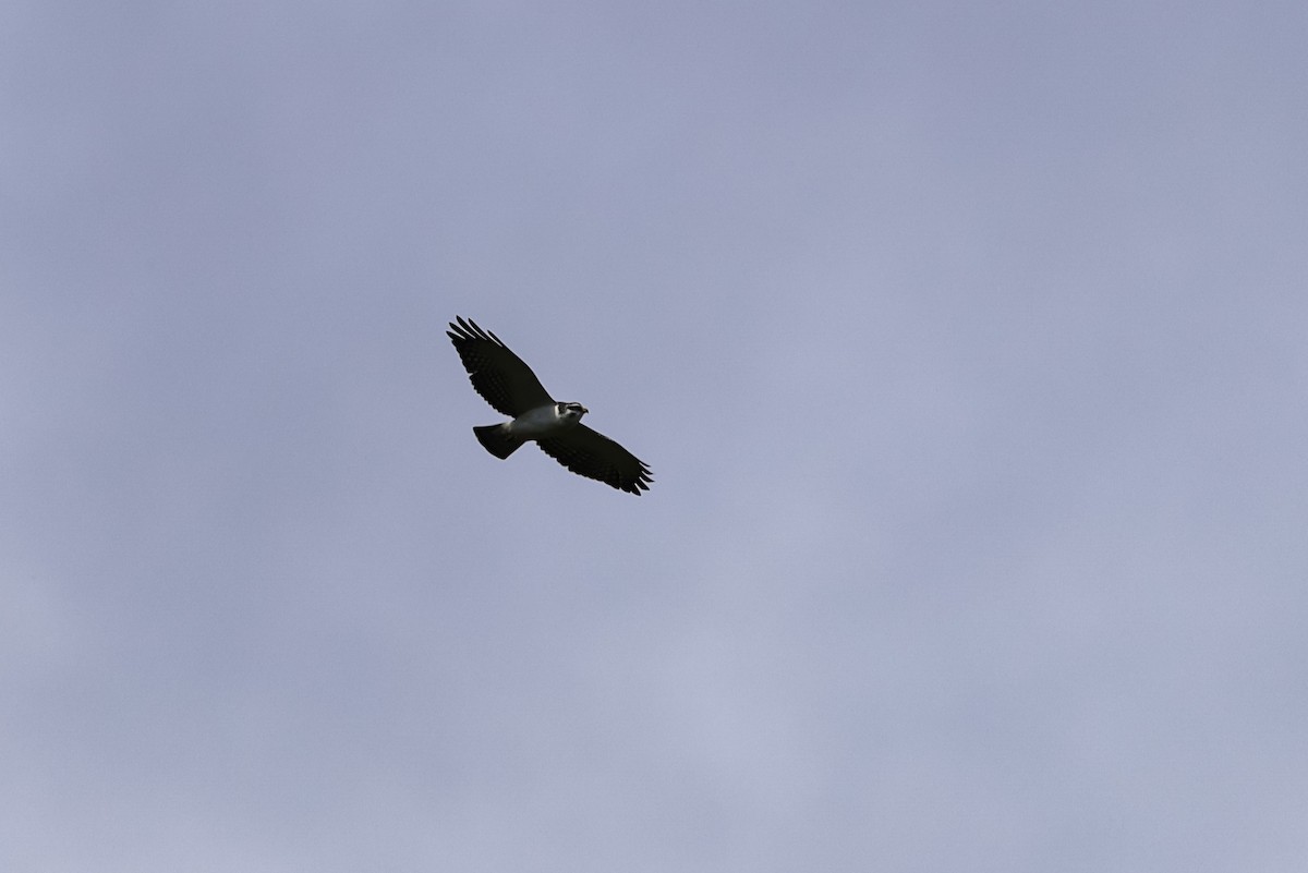 Águila Blanquinegra - ML620878400