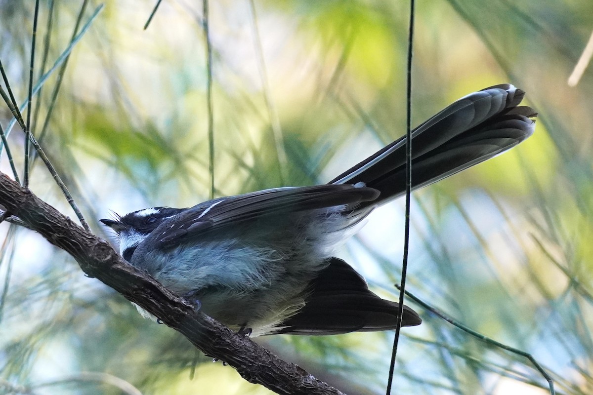 Gray Fantail - ML620878401