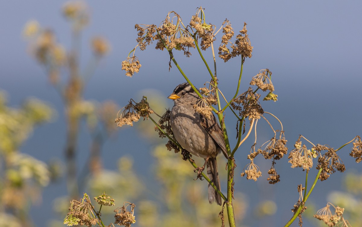 White-crowned Sparrow - ML620878403