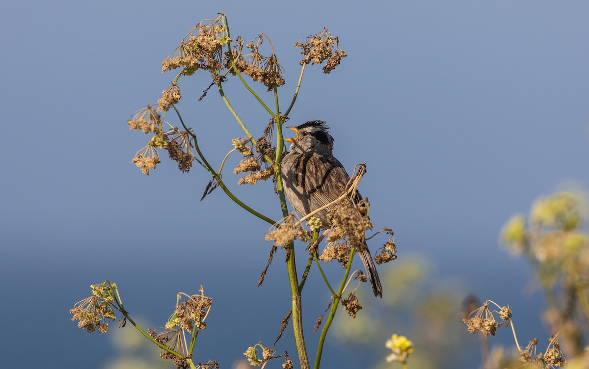 White-crowned Sparrow - ML620878404