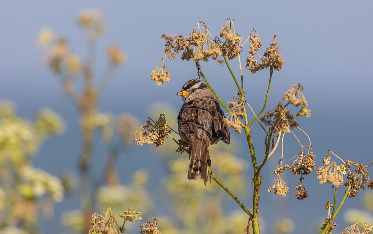 White-crowned Sparrow - ML620878405