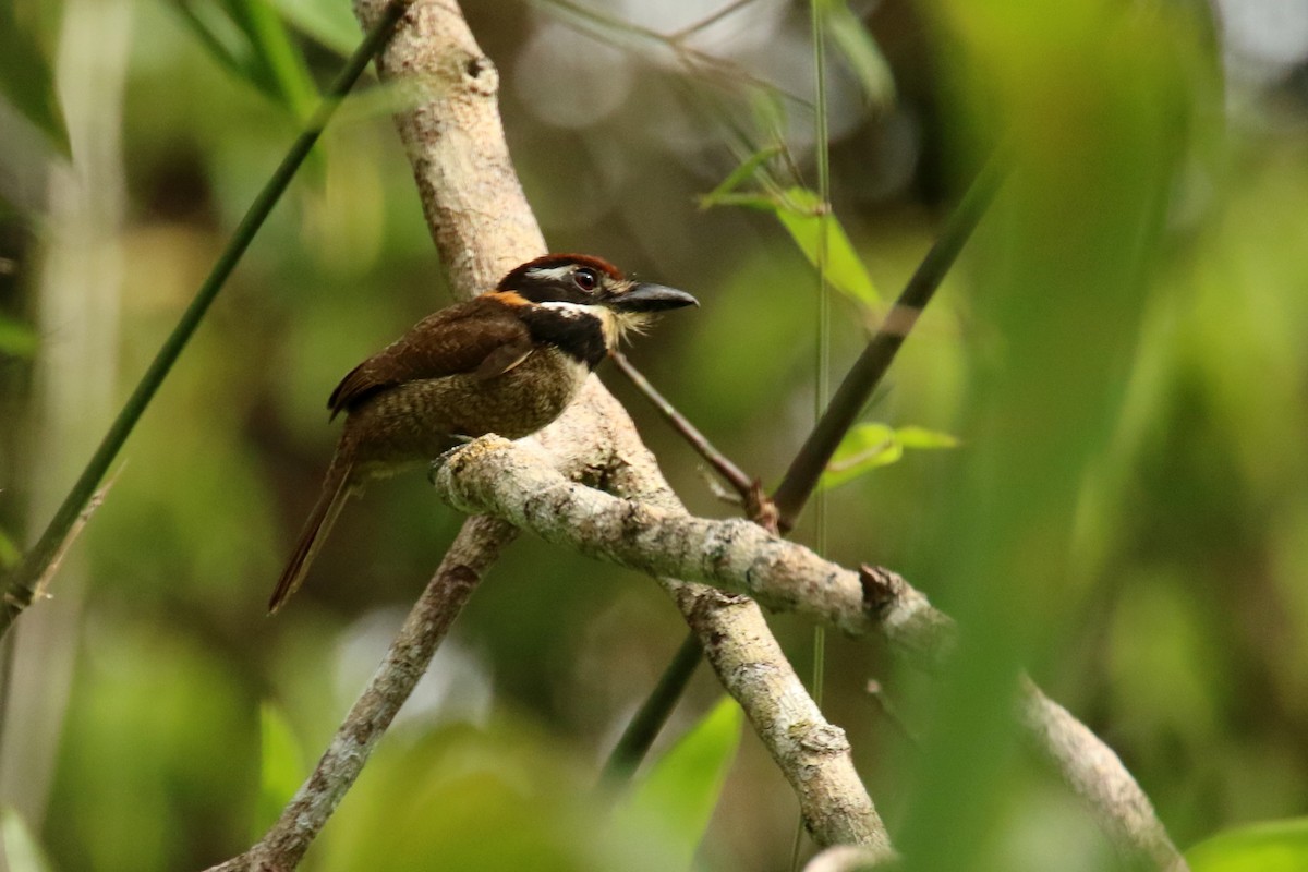 Chestnut-capped Puffbird - ML620878410