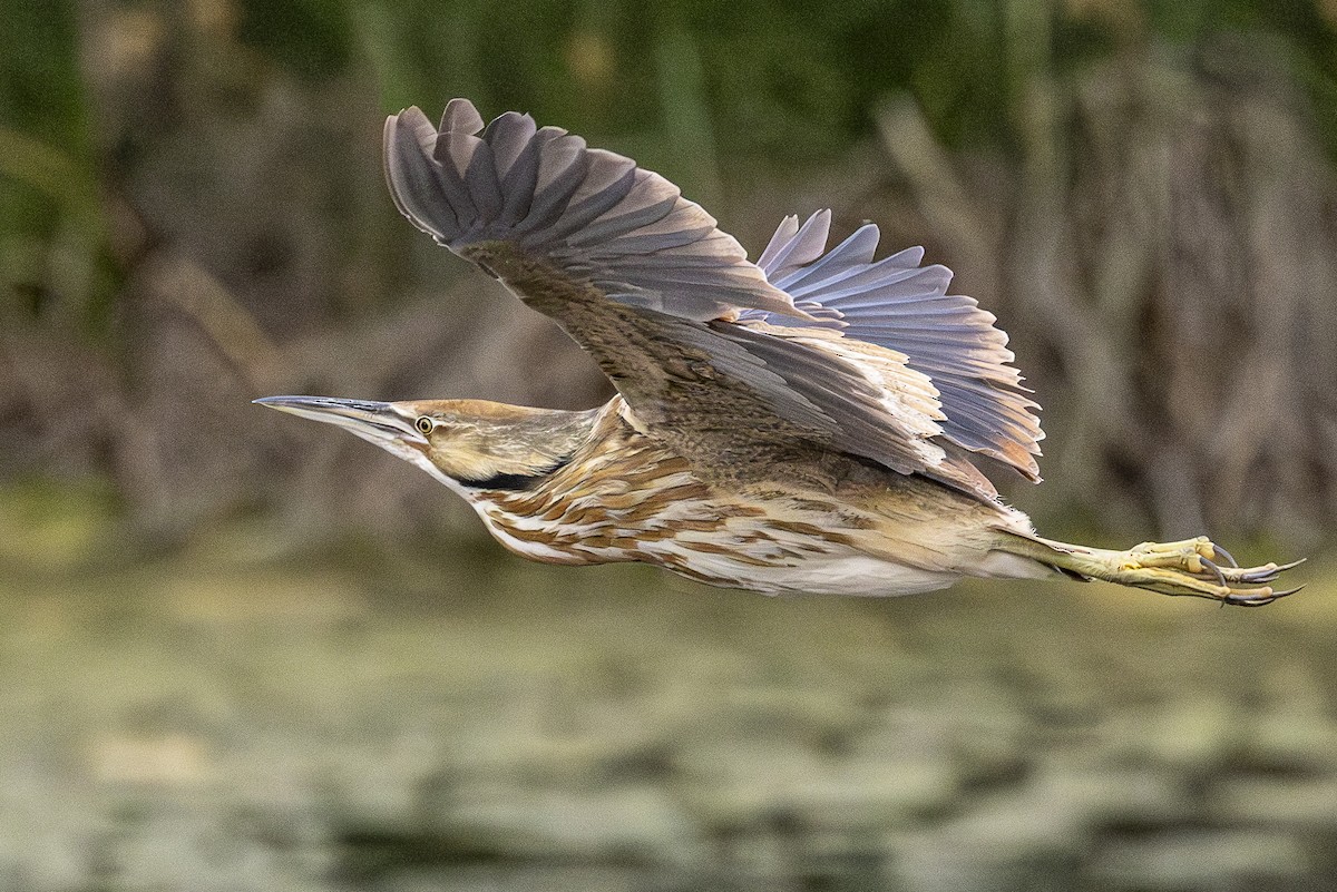 American Bittern - ML620878412