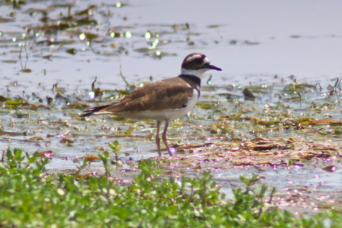 Killdeer - Marisel Alexandra Flores Moscol