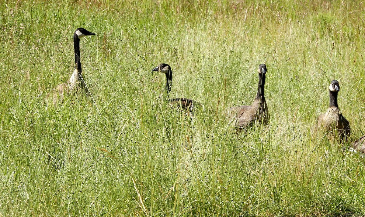 Canada Goose - ML620878414