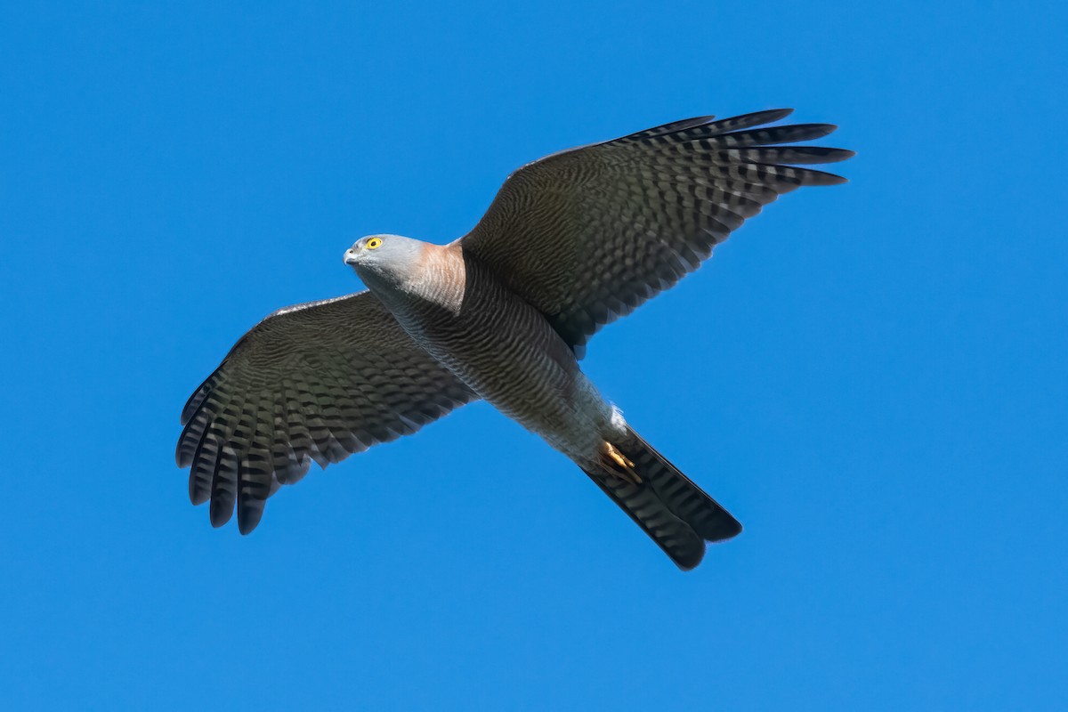 Collared Sparrowhawk - ML620878419