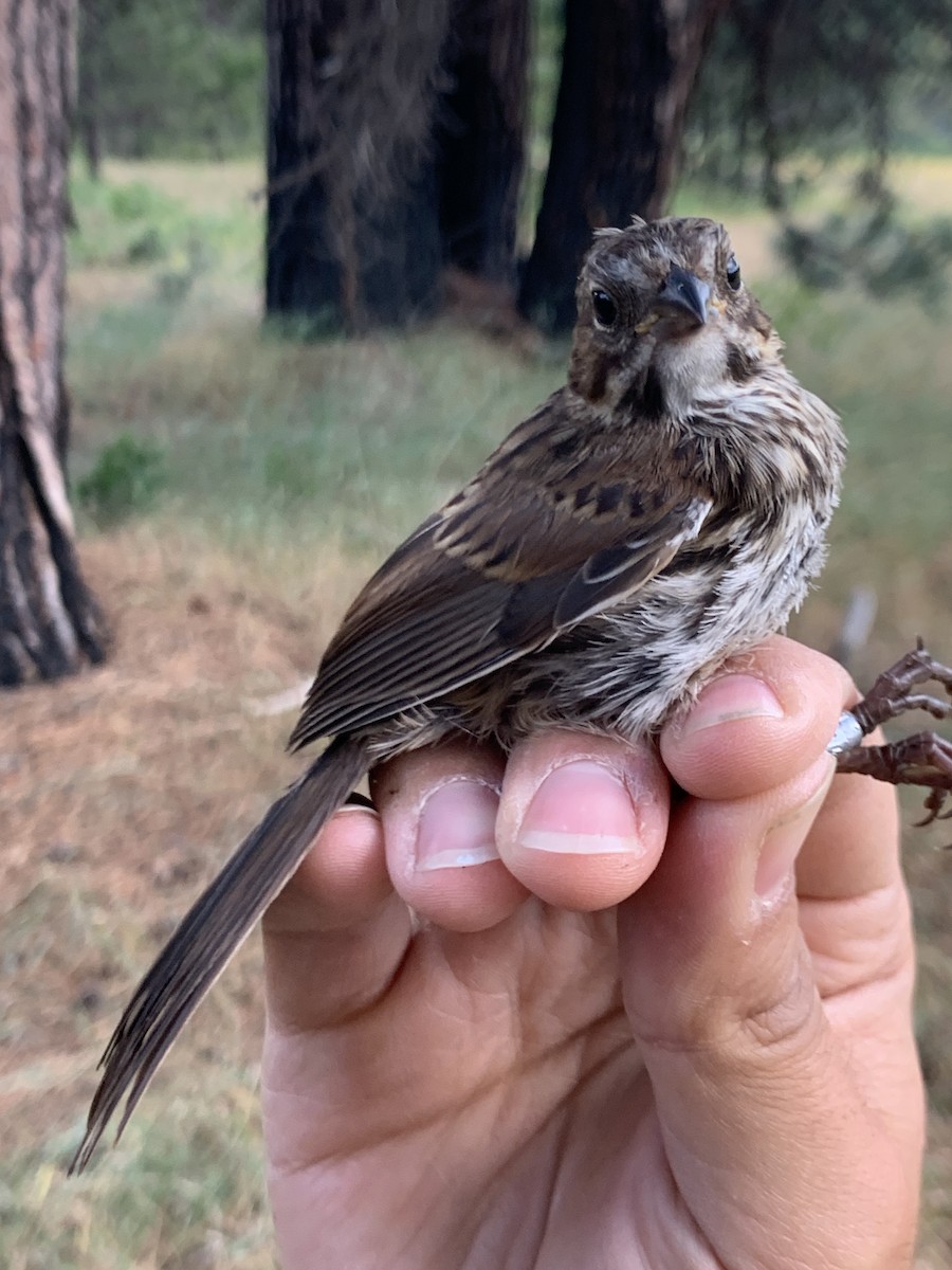 Song Sparrow - ML620878420