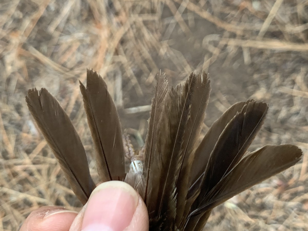 Song Sparrow - ML620878422