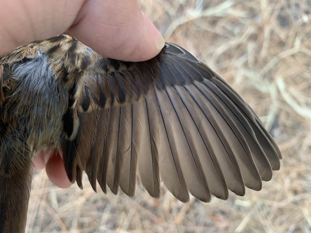 Song Sparrow - ML620878424