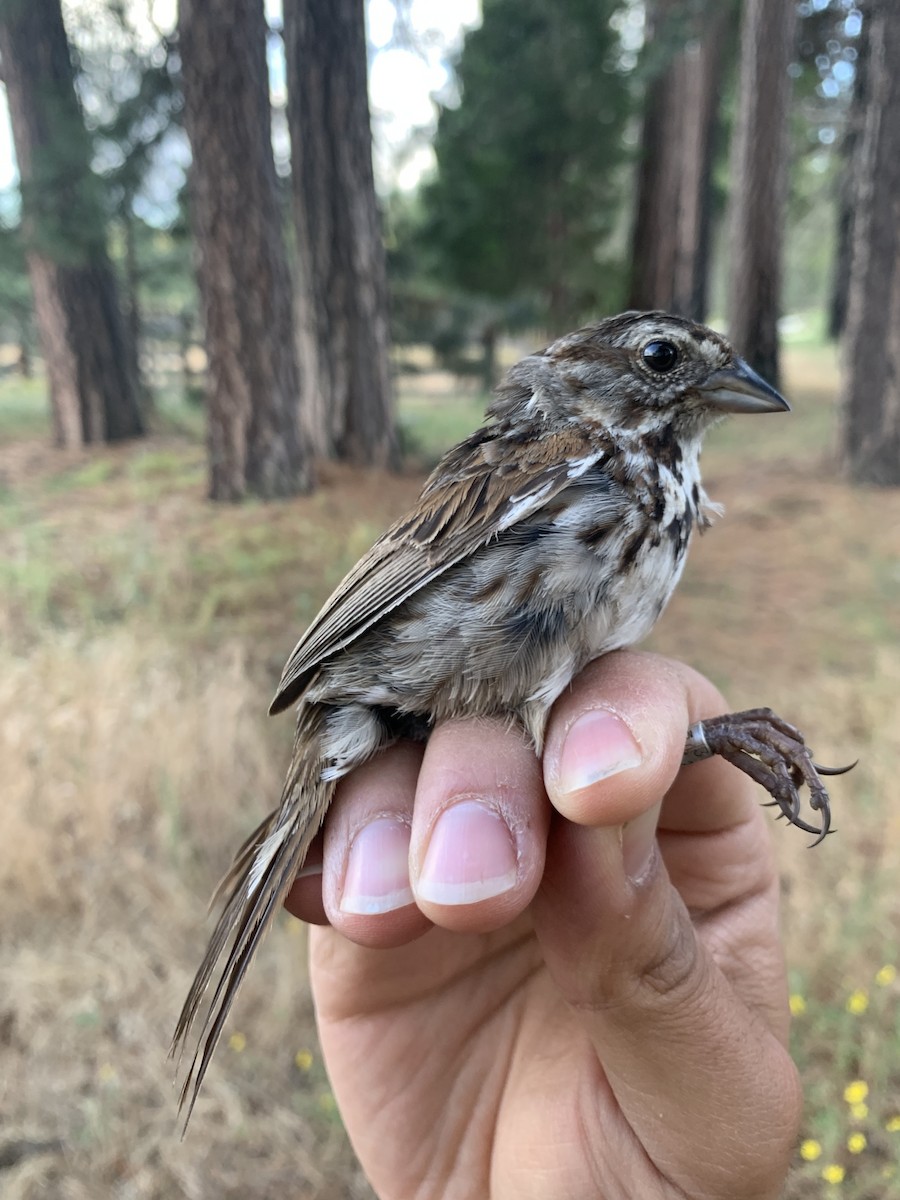 Song Sparrow - ML620878425