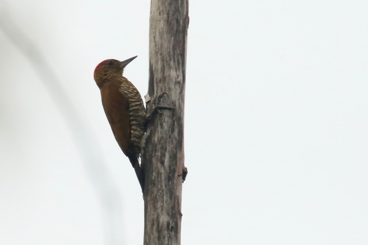 Little Woodpecker - ML620878427