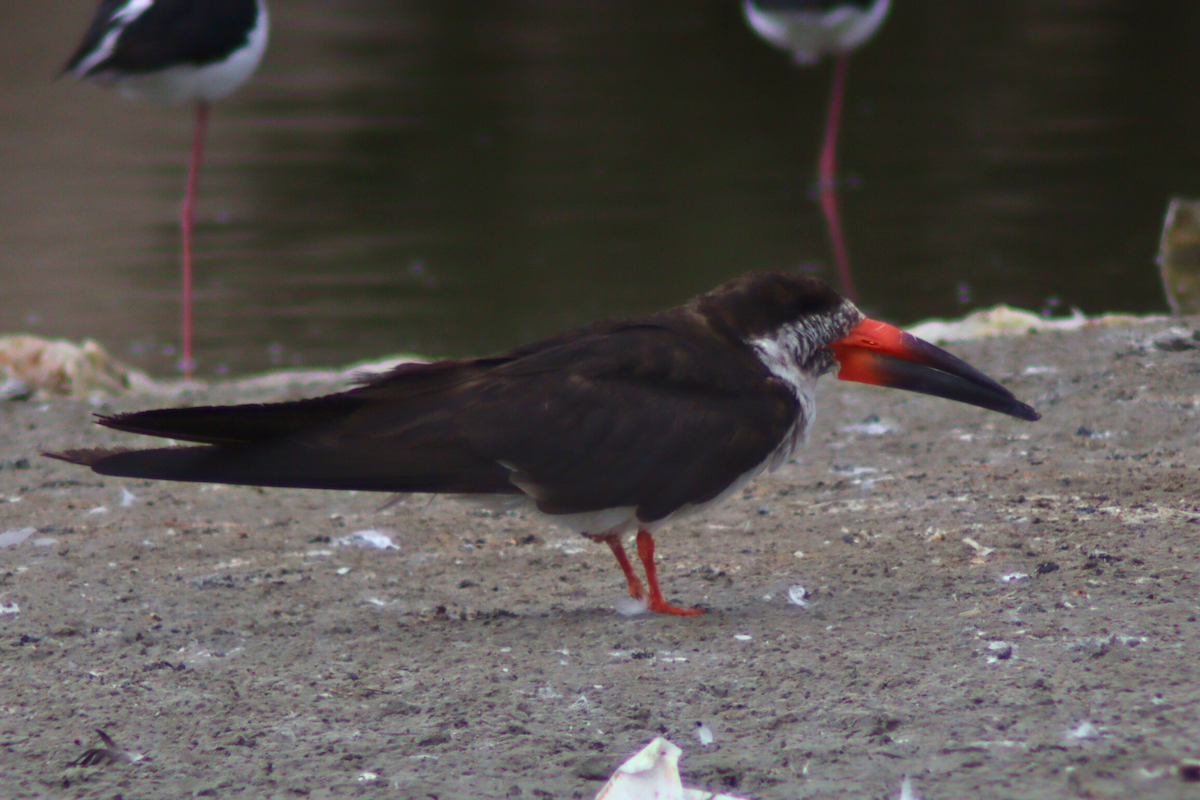 Black Skimmer - ML620878429