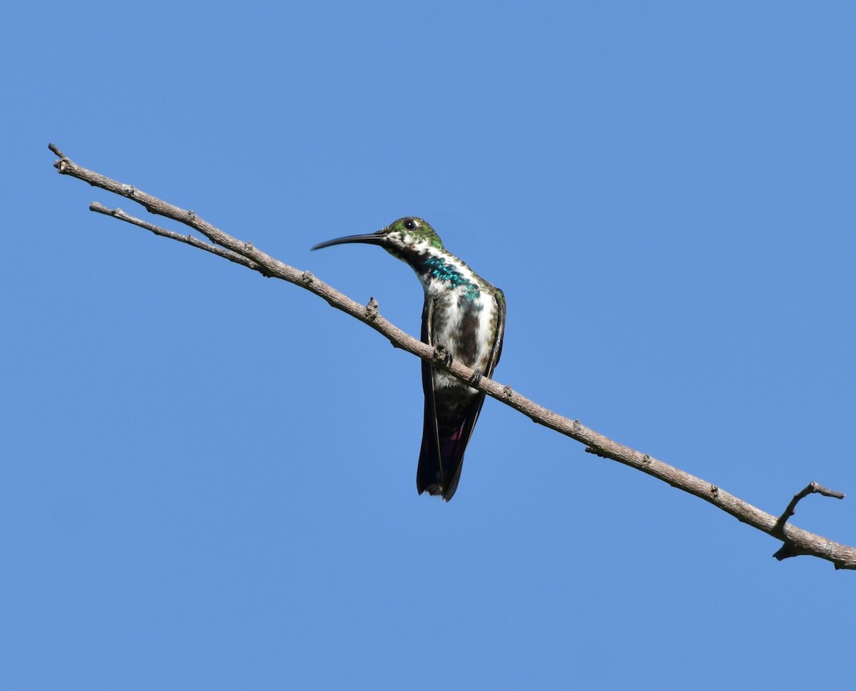 Green-breasted Mango - ML620878430