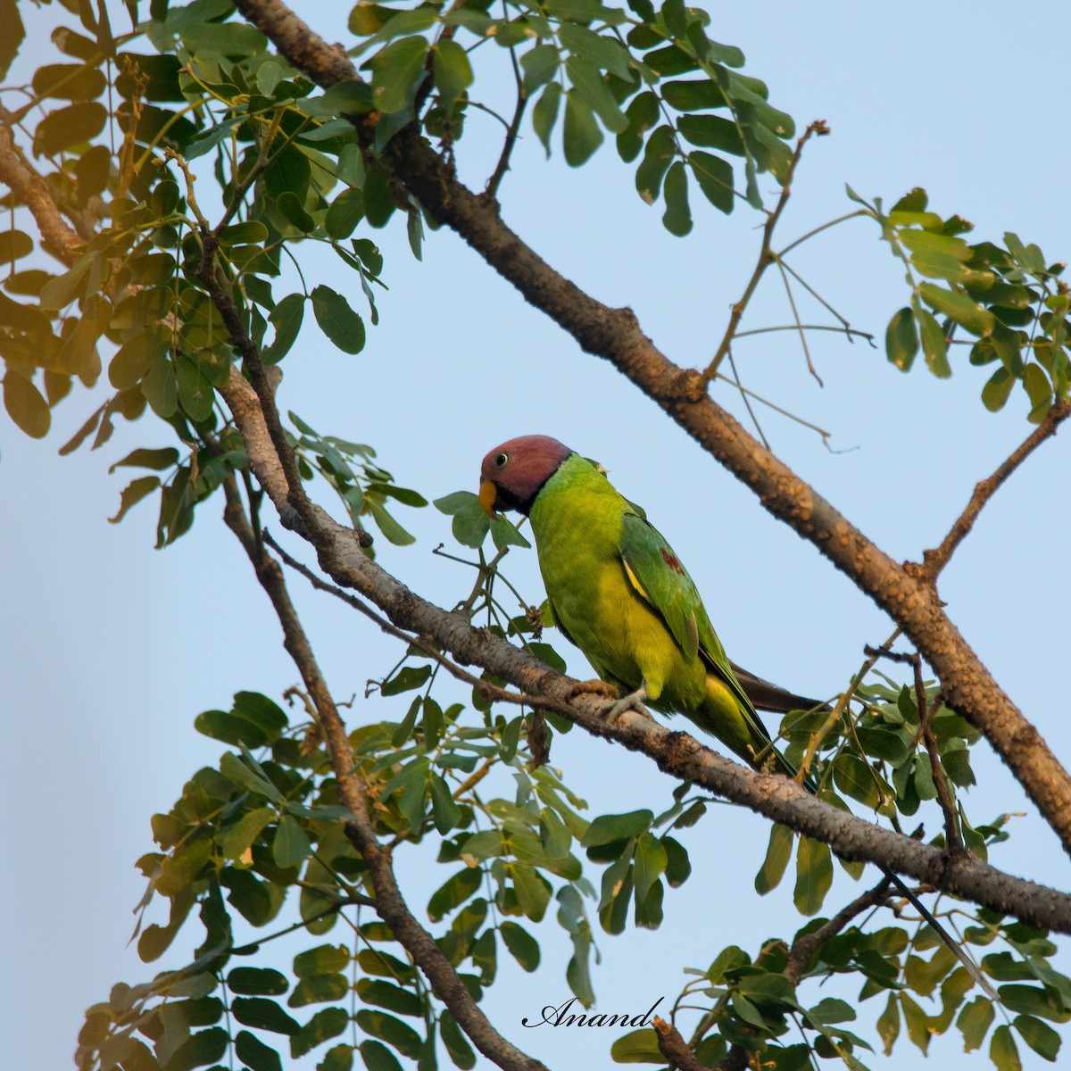 Plum-headed Parakeet - ML620878435