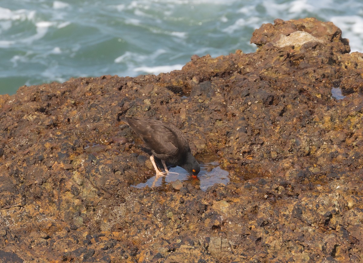 Black Oystercatcher - ML620878439