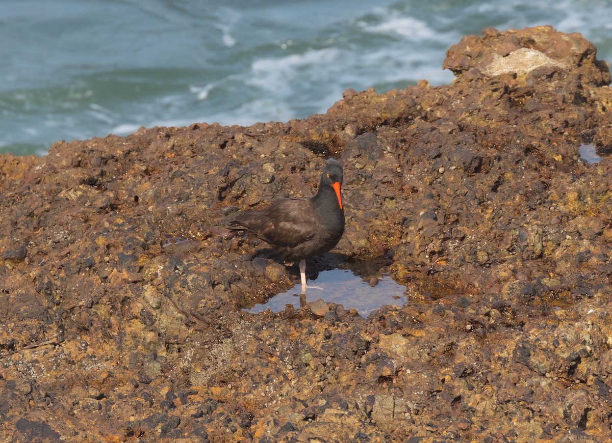 Black Oystercatcher - ML620878440